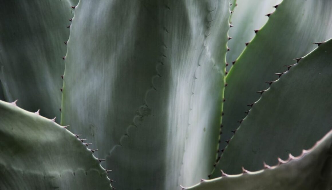 Jak działa policja - struktura, zadania i uprawnienia