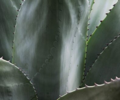 Jak działa policja - struktura, zadania i uprawnienia